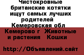 Чистокровные британские котятки ищут самых лучших родителей! - Кемеровская обл., Кемерово г. Животные и растения » Кошки   